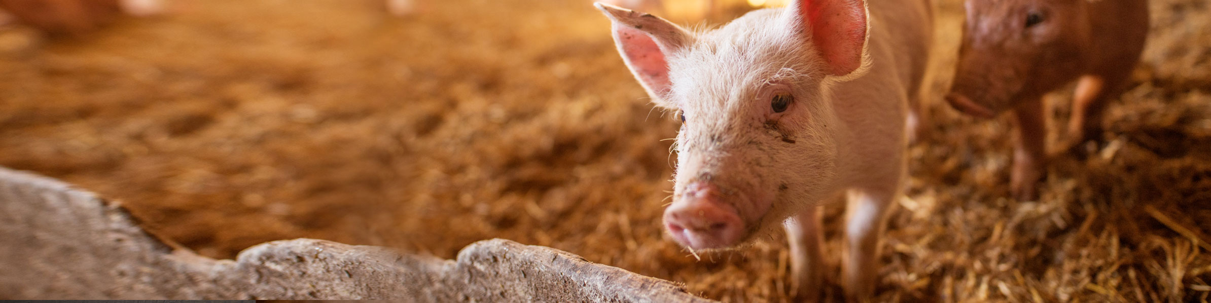 Fleisch aus artgerechter und regionaler Haltung