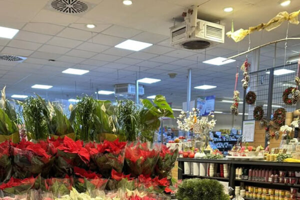 Weihnachtssterne bei REWE Rudel