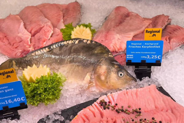 Die Karpfensaison hat wieder begonnen